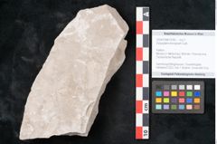 Foto (Objekt + Etikett) von Dictyopteris brongniarti Gutb. (NHMW-GEO-2024-0188-10783)